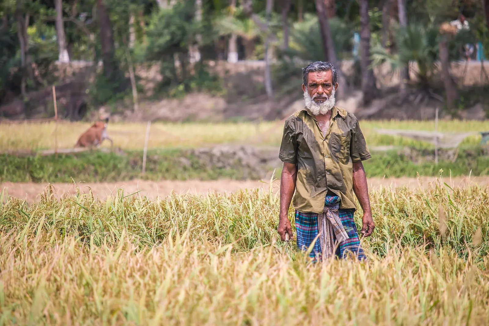 গ্রামের ধানখেতে এক কৃষক