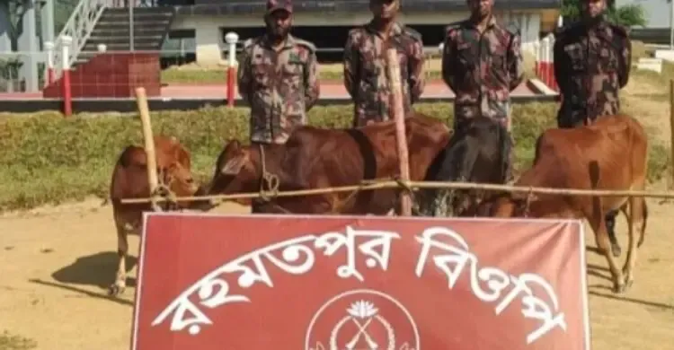 ফটিকছড়ির রহমতপুর সীমান্তে চারটি ভারতীয় গরু আটক করল বিজিবি
