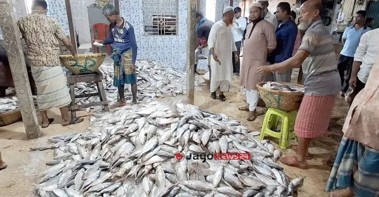 নিষেধাজ্ঞা শেষে চাঁদপুরে ফিরছে ইলিশ, সরবরাহ বেড়ে দাম কমার আশা
